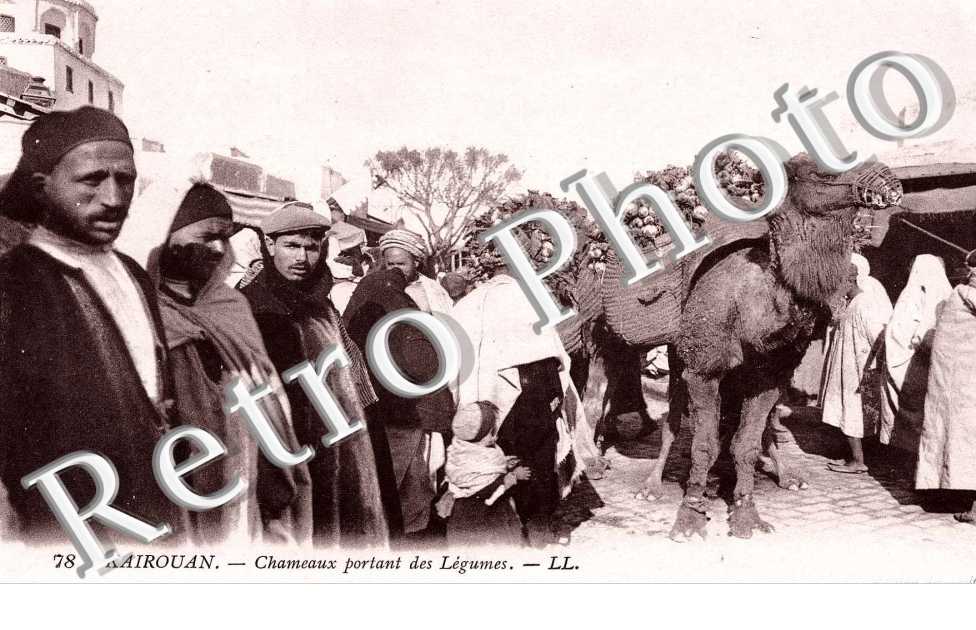 Chameaux portant des legumes