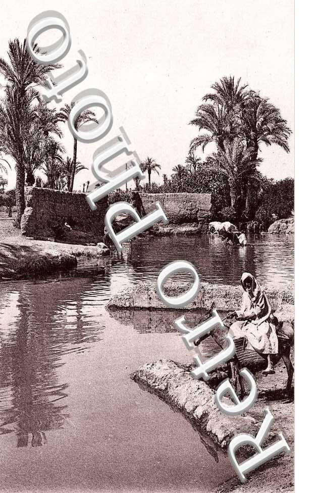 Un coin de la  Palmeraie