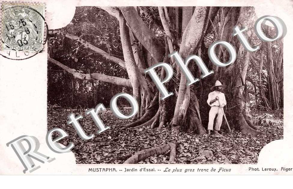 Le Plus gros tron de Ficus