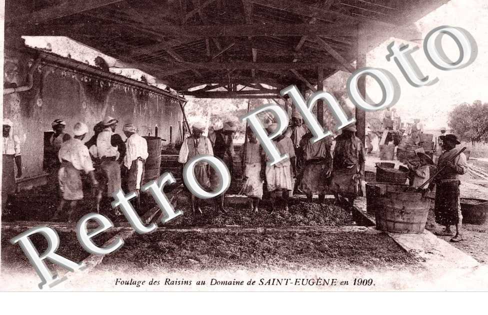 Foulage des raisins au domaine de Saint-Eugene