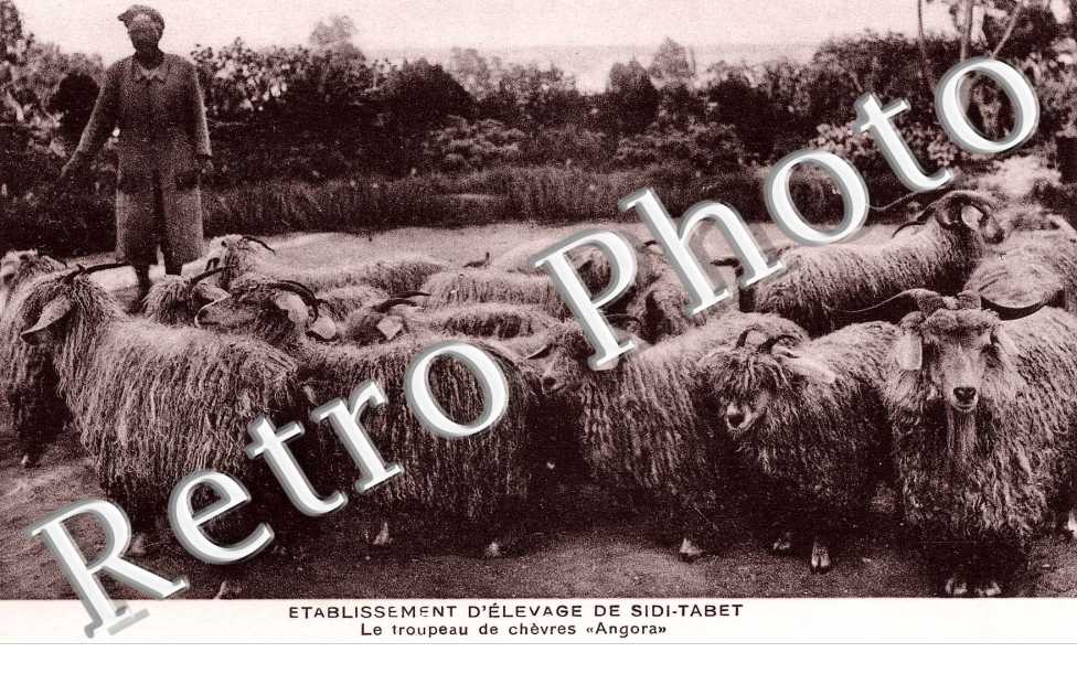 Etablissement d'Elevage de Sidi-Tabet, le Troupeau de Chevres "Angora"