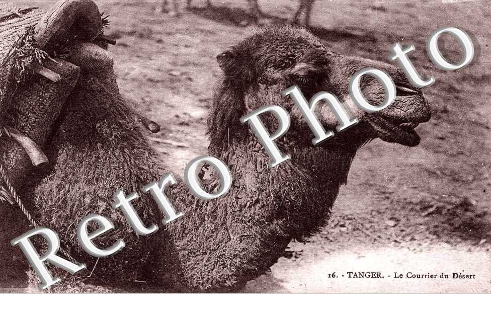 le Courrier du desert