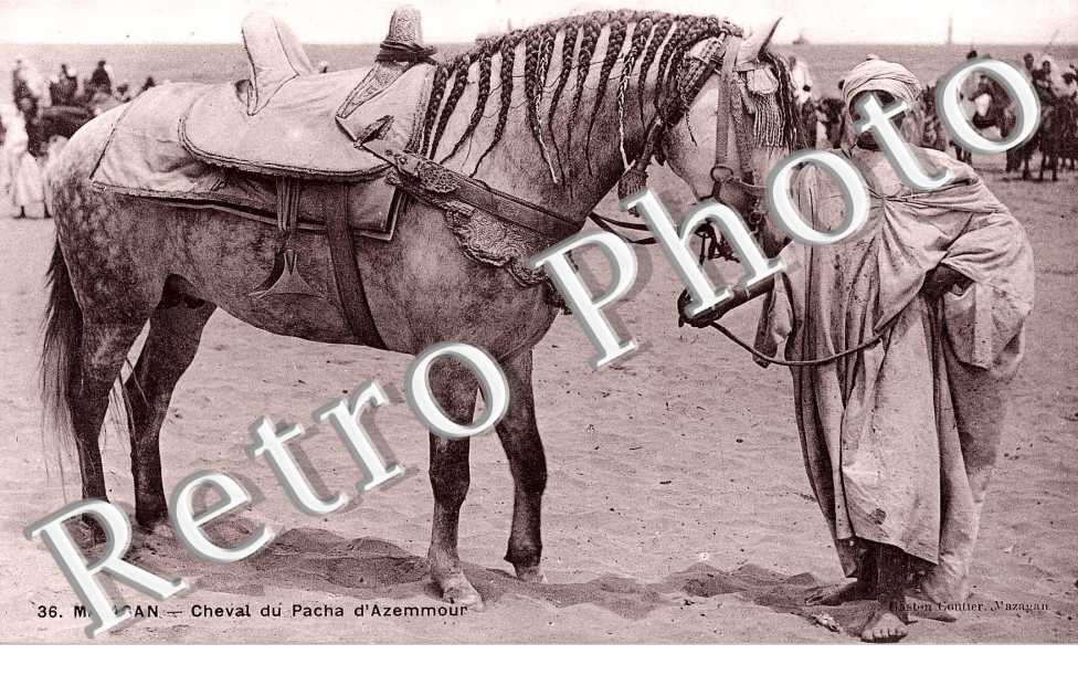 Chevak du Pacha d&#039;Azemmour