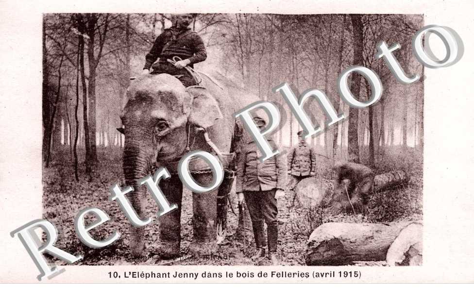 l&#039; elephant Jenny dans le bois de Felleries ( avril 1915 )