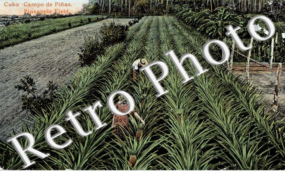 Campo de Piñas