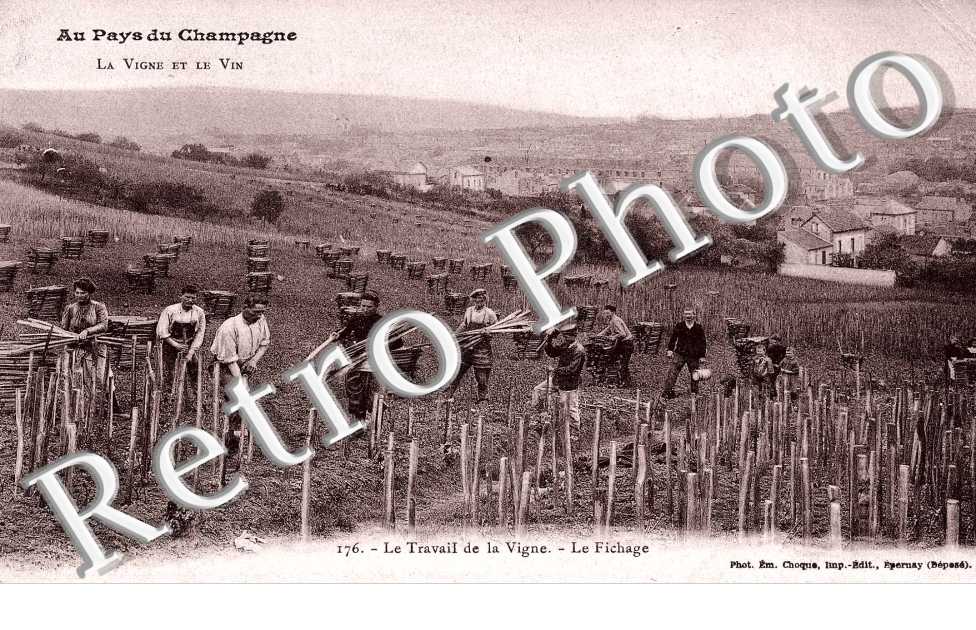 Travail de la vigne - le fichage