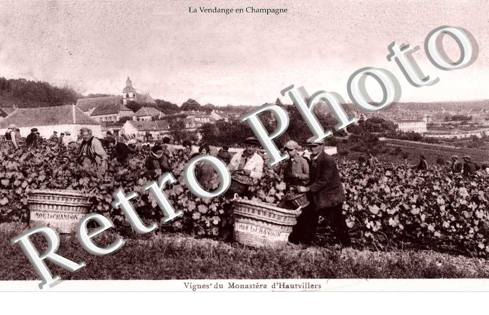 Vignes du monastere