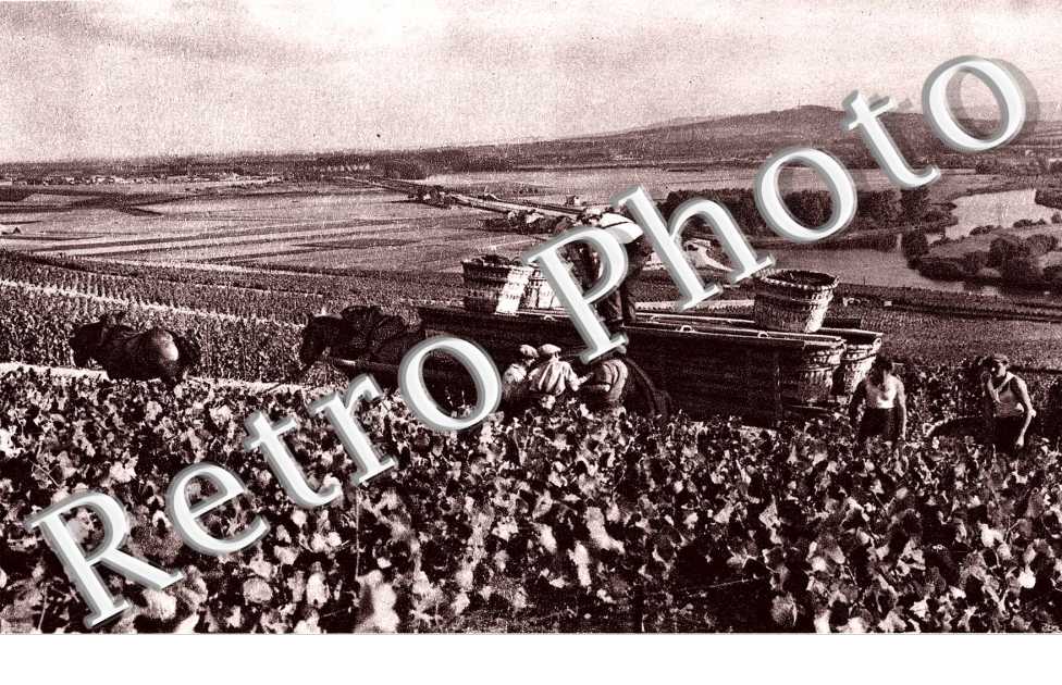 Scene de vendange a Hautvillers