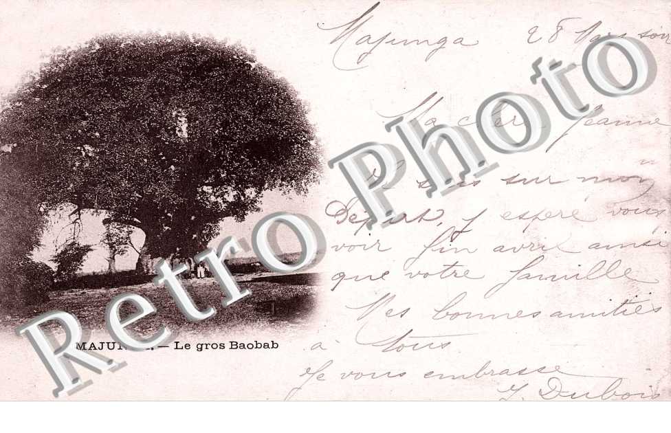 Le Gros Baobab