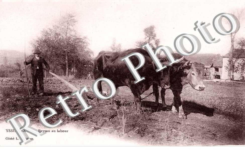 Carte Postale Photo Ancienne - Homme à La Récolte Avec Chevaux Et Charrette - Agriculture Années 1920