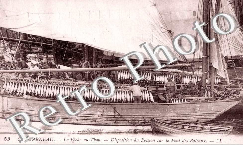 La Peche au Thon. Disposition du poisson sur le pont des bateaux