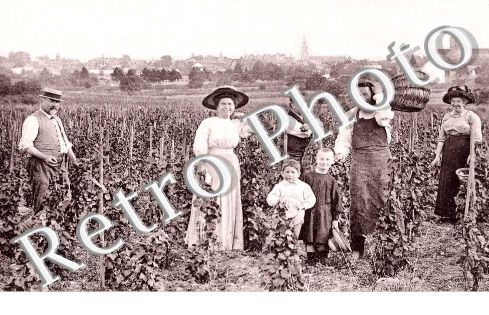 la vendange au pays des grands vins