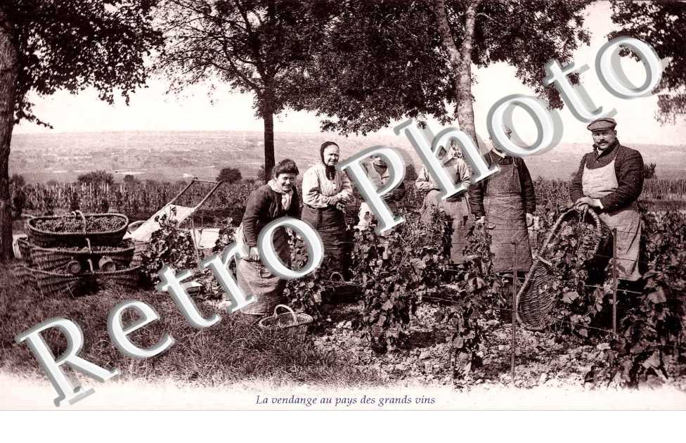 la vendange au pays des grands vins