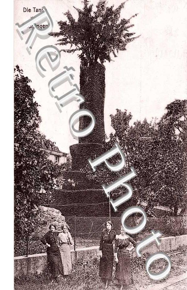 die Tanne von Snorringen