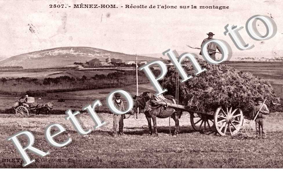 le Menez Hom recolte de l&#039;ajonc sur la montagne