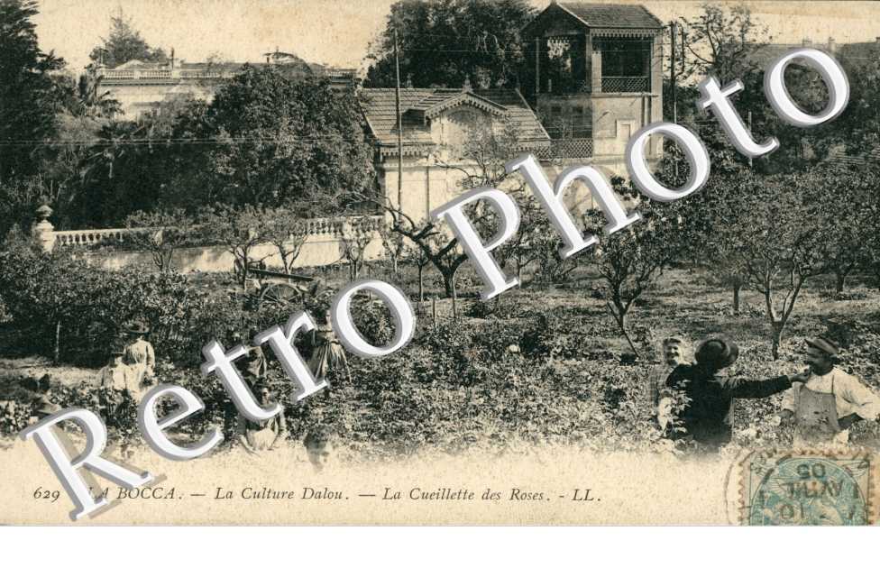 La Cueillette des Roses
