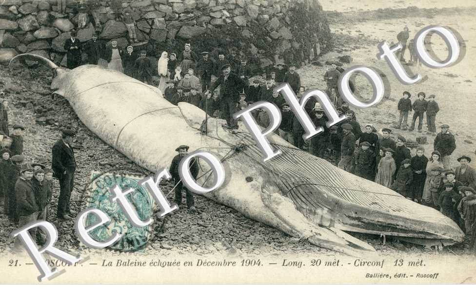 La Baleine echouee en decembre 1904