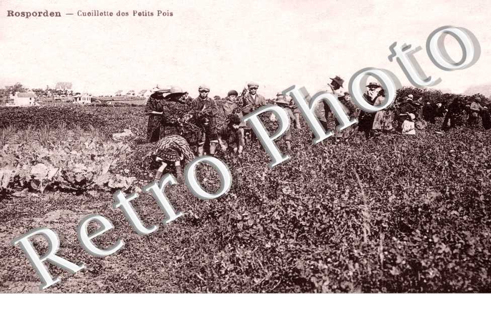 Cueillette des petits-pois