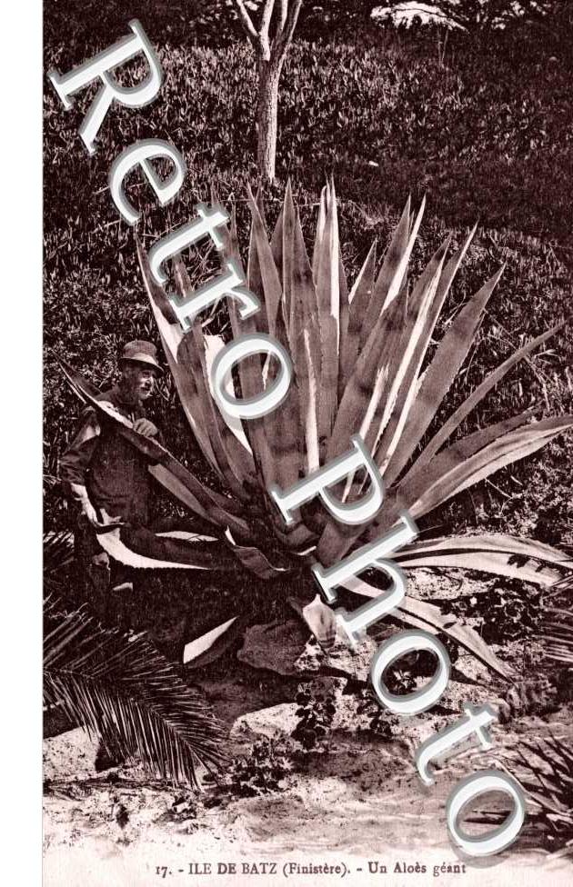 Un Aloes geant