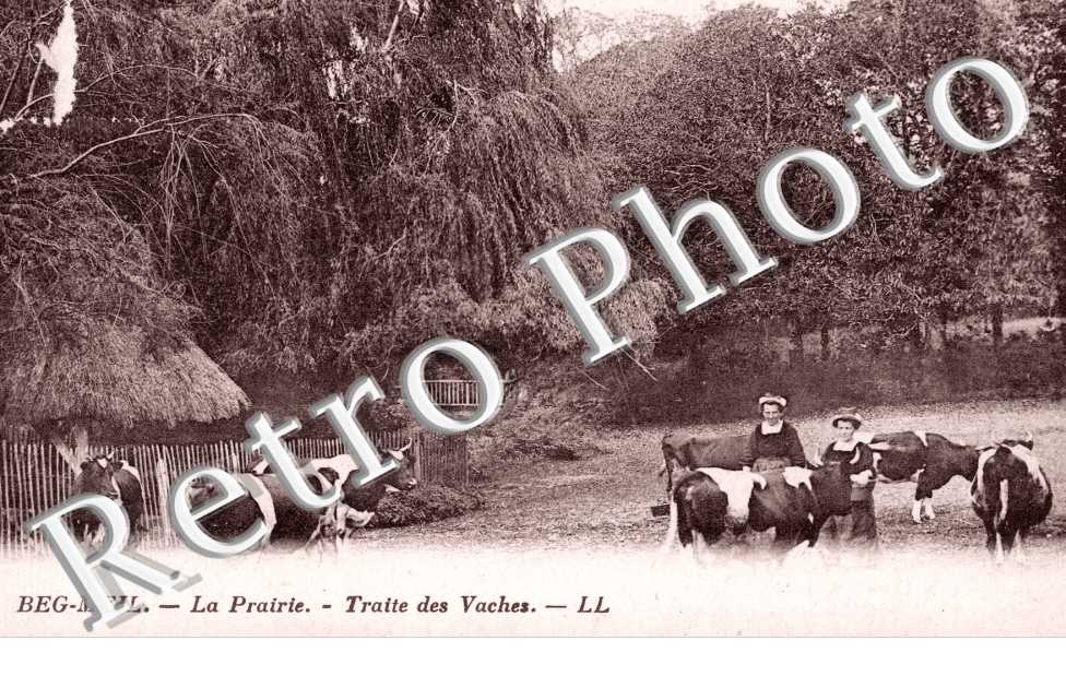 Beg-Meil , La Prairie, Traite des Vaches