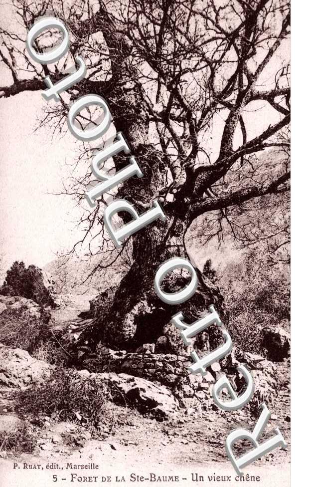 Foret de la Sainte Baume, un Vieux Chene