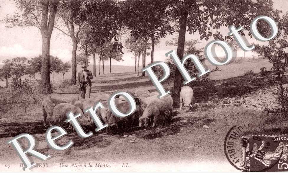 une allee a la miotte, ovins