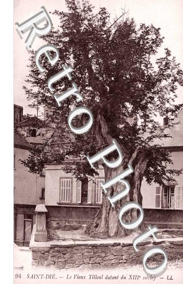 Le Vieux Tilleul datant du XIIIe siecle