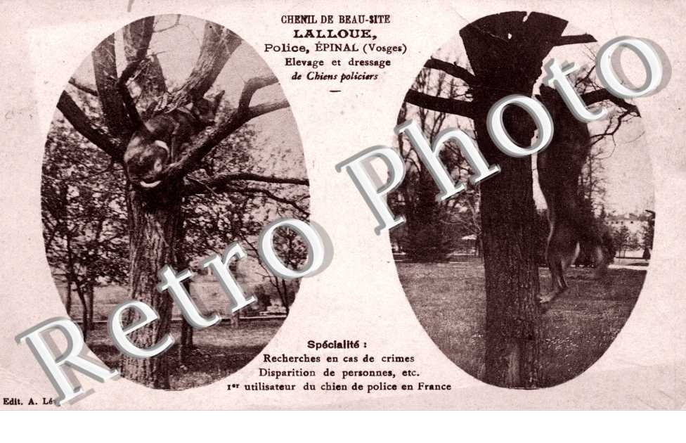 Chenil de Beau-Site - Lalloue