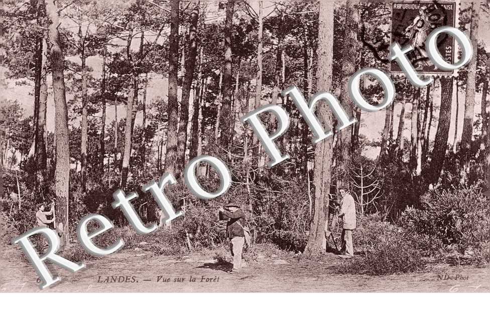 Vue sur la foret