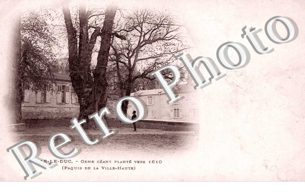 Orme geant plante vers 1610 Paquis de la Ville Haute