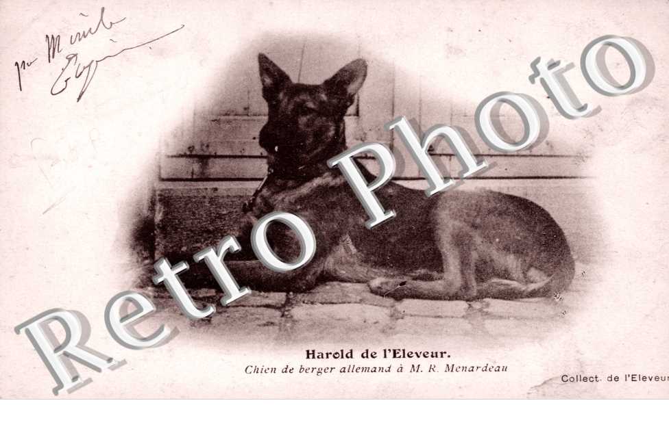 Harold Chien de berger allemand