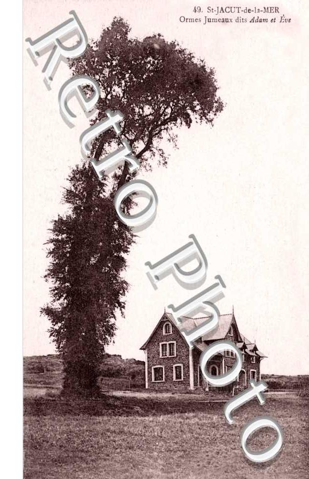 Ormes jumeaux dits Adam et Eve