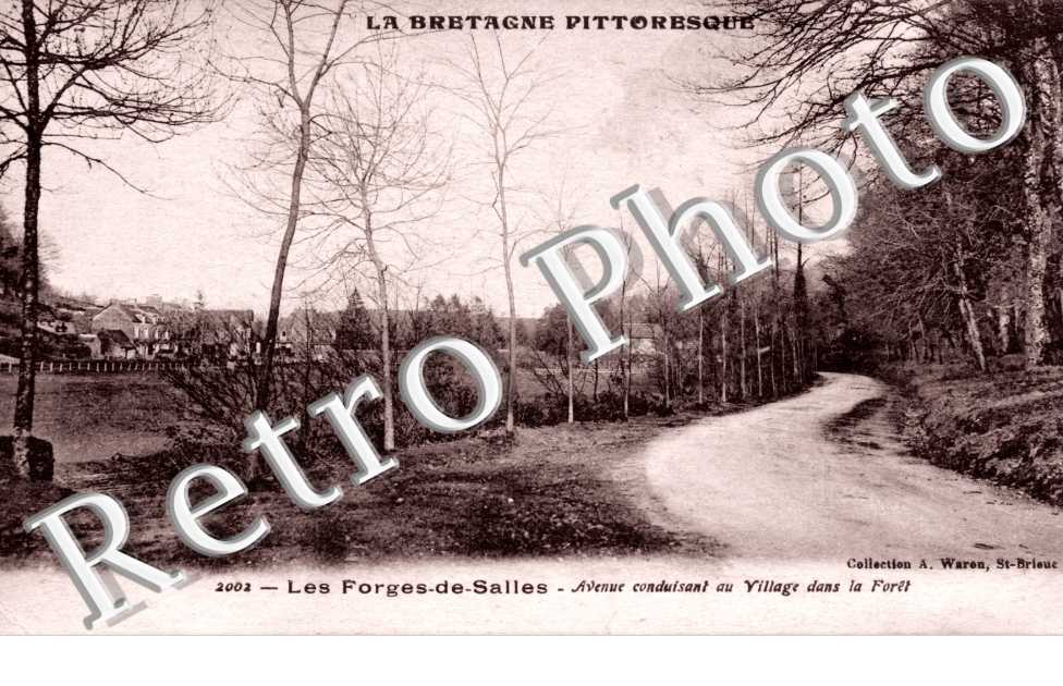 Les Forges de Salles - avenue conduisant au village dans la foret