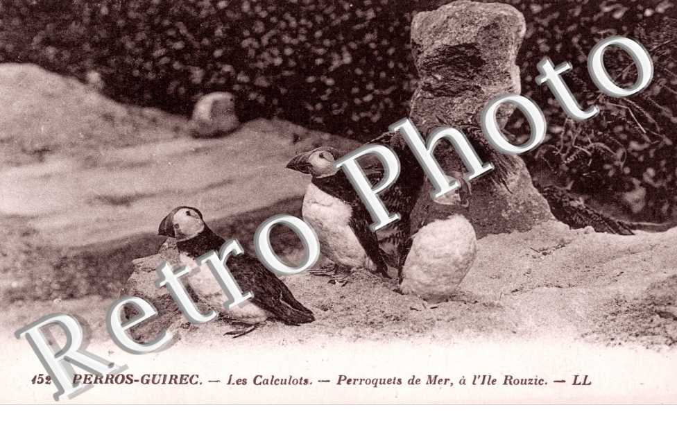 Les Calculots, Perroquets de Mer a l'Ile Rouzie