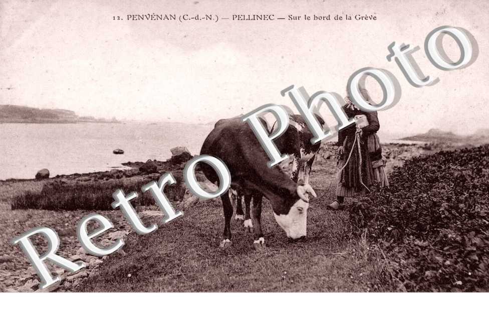 Pellinec - sur le bord de la Greve