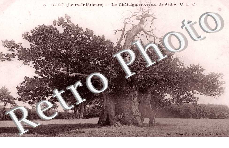 le chataignier creux de Jaille