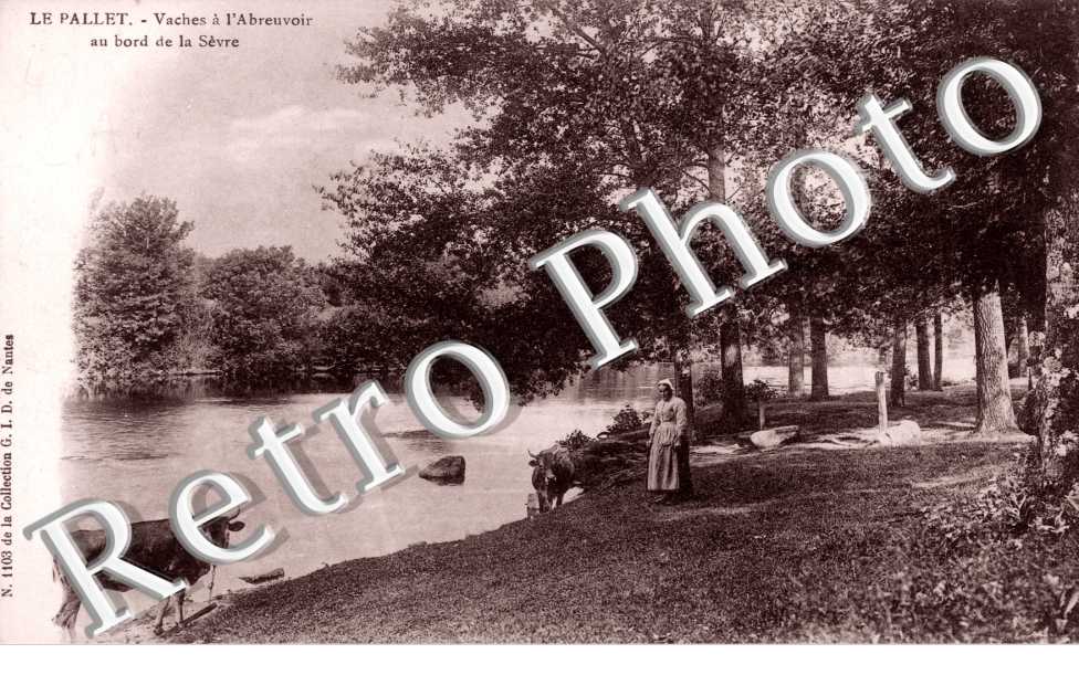 Vaches à l&#039;Abreuvoir au bord de la Sèvre