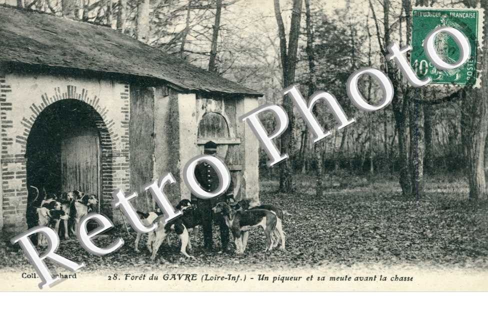 Foret du Gavre Un piqueur et sa meute