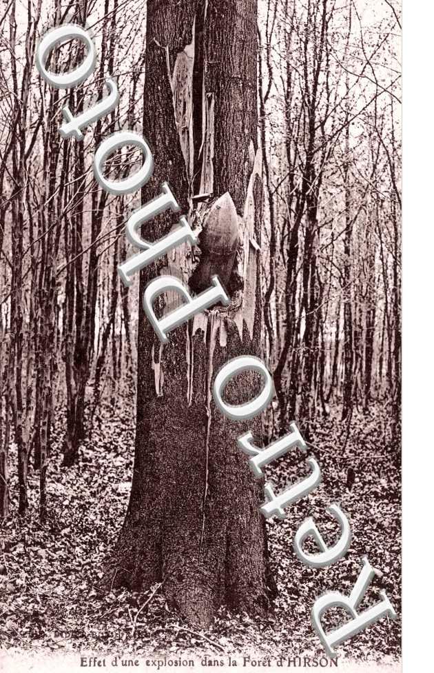 Effet d&#039;une explosion dans la Foret