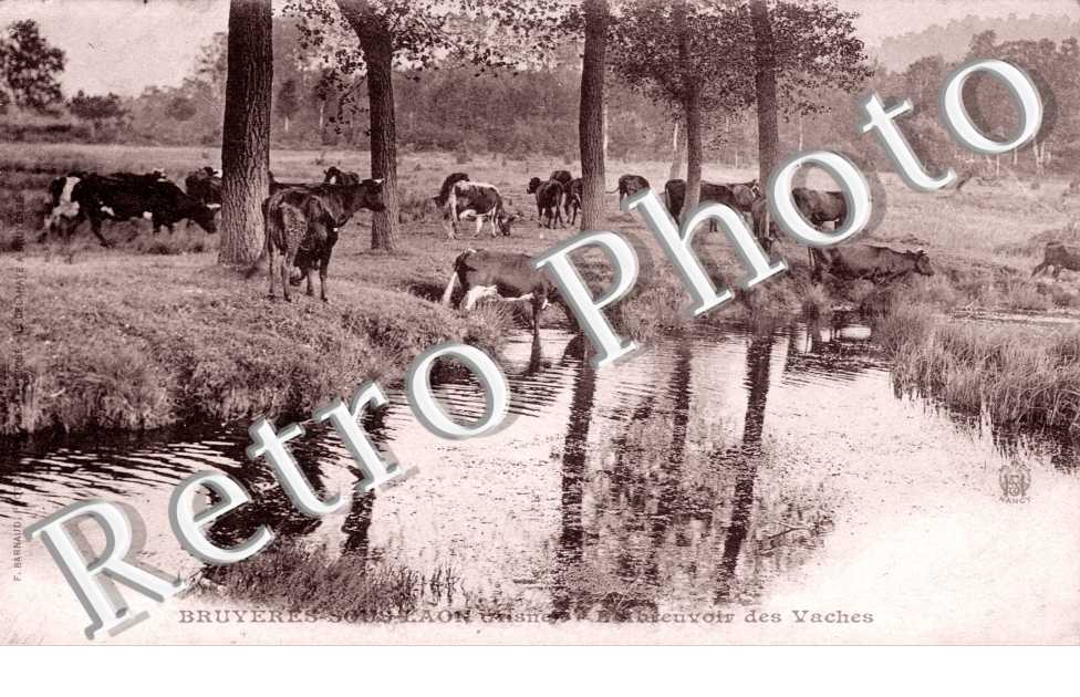 Abreuvoir des vaches