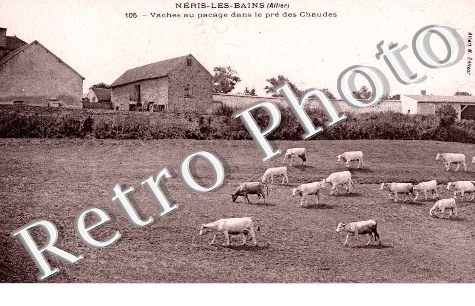Vaches dans le Pre des Chaudes
