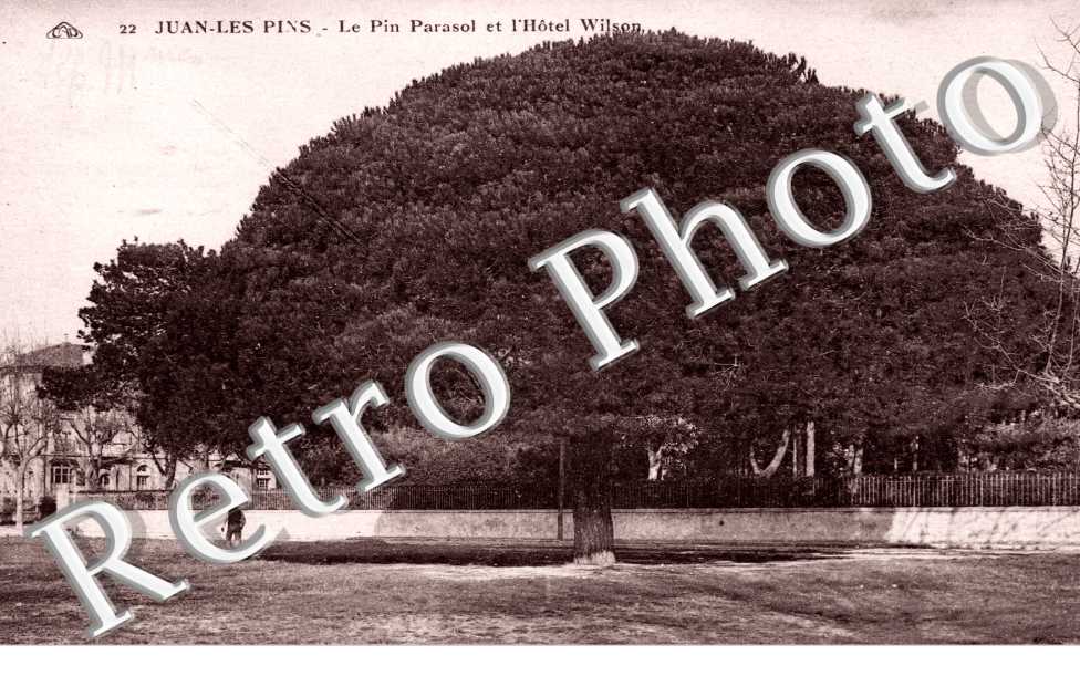 le pin parasol et hotel Wilson