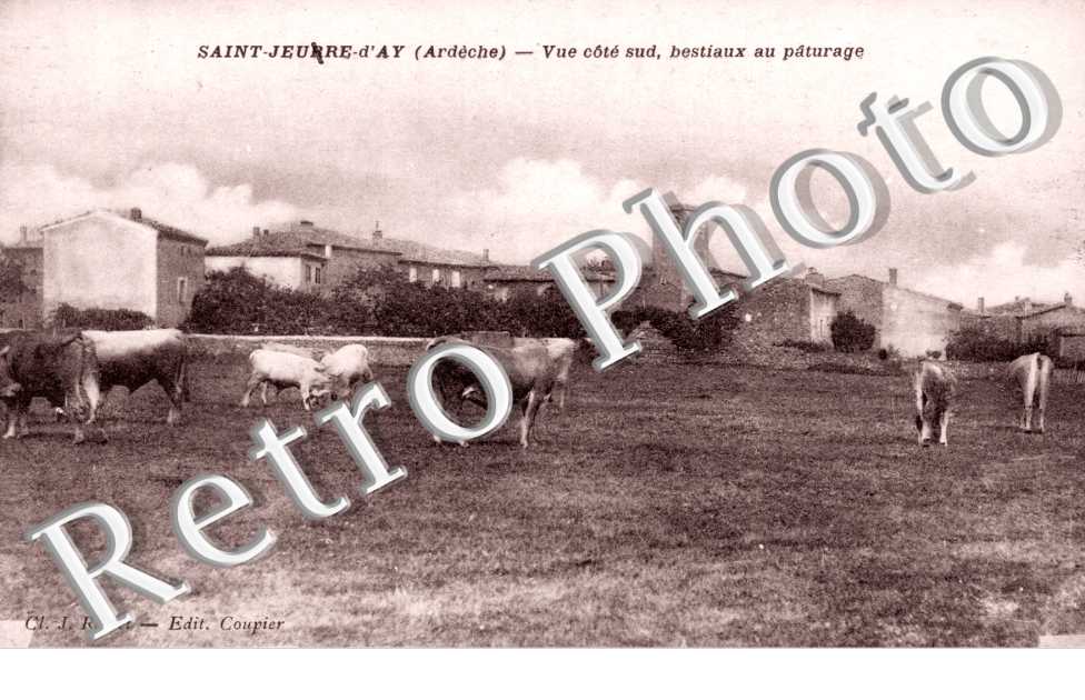 Vue cote Sud - bestiaux et paturage