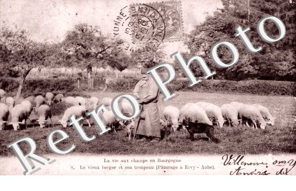 Le Vieux Berger et son troupeau
