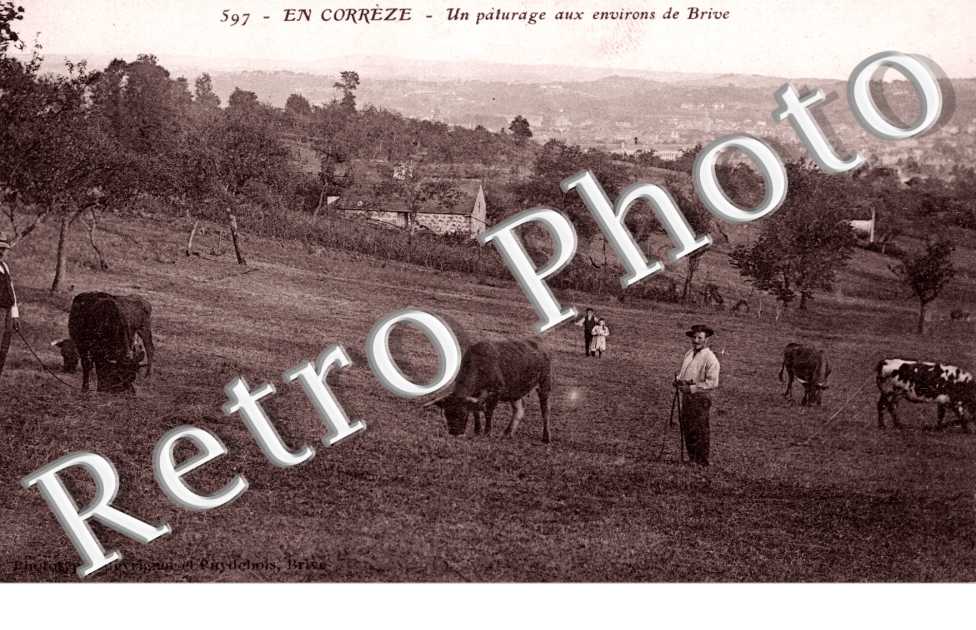 Un paturage aux environs de Brive