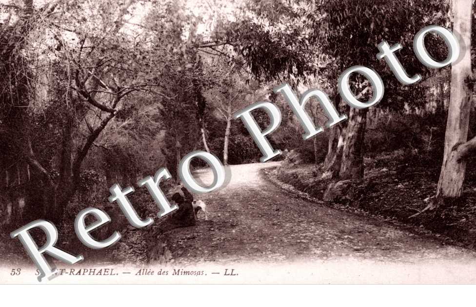 Allee des Mimosas