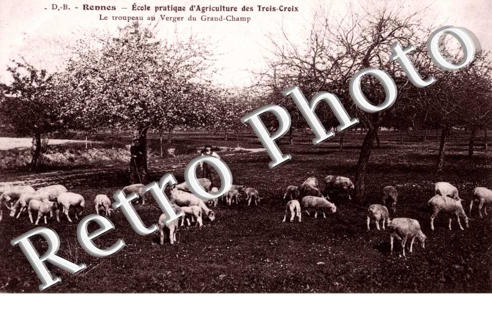 l'ecole d'agriculture des Trois Croix Le tropeau au verger du Grand Champ