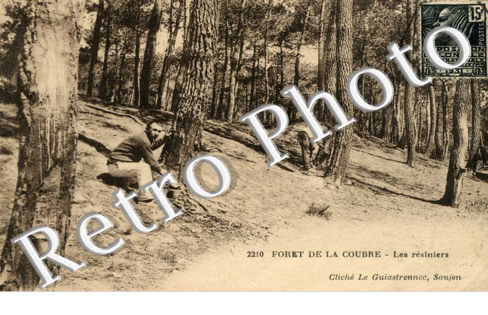 Foret de la courbe - les resiniers