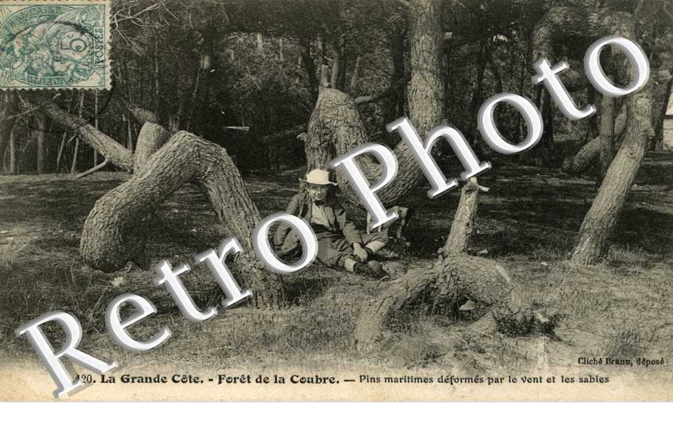 Foret de la courbe - pins maritimes deformes par le vent