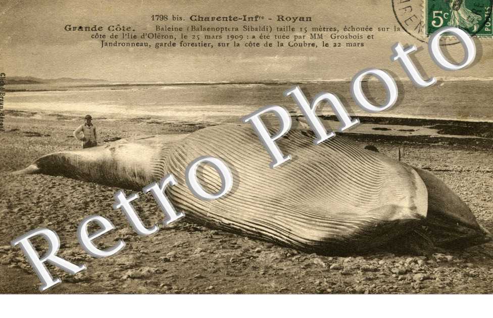 Baleine